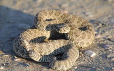 The rain is moving out and snakes are coming up!