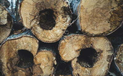 Large dead trees fueling California’s Sierra wildfires according to UC Irvine scientists