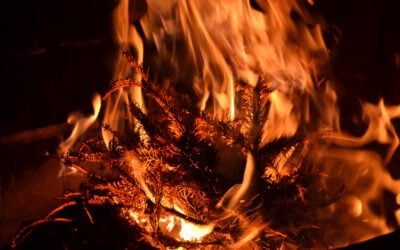 34 percent of Christmas tree fires occur in January; encourage safe disposal