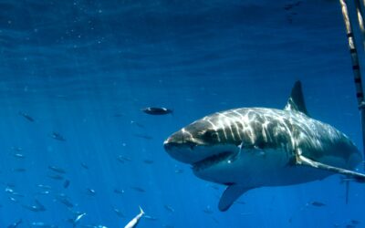 The Ultimate Adventure Travel Guide for Firefighters